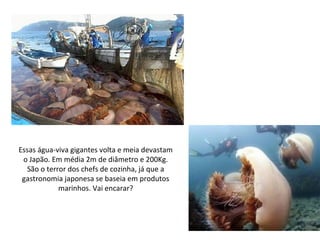 Essas água-viva gigantes volta e meia devastam
o Japão. Em média 2m de diâmetro e 200Kg.
São o terror dos chefs de cozinha, já que a
gastronomia japonesa se baseia em produtos
marinhos. Vai encarar?
 