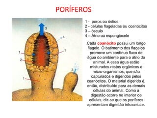 PORÍFEROS
1 - poros ou óstios
2 - células flageladas ou coanócitos
3 – ósculo
4 – Átrio ou espongiocele
Cada coanócito possui um longo
flagelo. O batimento dos flagelos
promove um contínuo fluxo de
água do ambiente para o átrio do
animal. A essa água estão
misturados restos orgânicos e
micro-organismos, que são
capturados e digeridos pelos
coanócitos. O material digerido é,
então, distribuído para as demais
células do animal. Como a
digestão ocorre no interior de
células, diz-se que os poríferos
apresentam digestão intracelular.
4
 