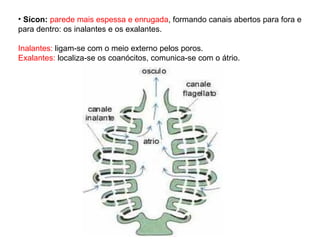 • Sícon: parede mais espessa e enrugada, formando canais abertos para fora e
para dentro: os inalantes e os exalantes.
Inalantes: ligam-se com o meio externo pelos poros.
Exalantes: localiza-se os coanócitos, comunica-se com o átrio.
 