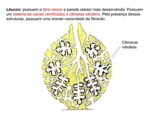 Lêucon: possuem o átrio menor e parede celular mais desenvolvida. Possuem
um sistema de canais ramificados e câmaras vibráteis. Pela presença dessas
estruturas, possuem uma grande capacidade de filtração.
Câmaras
vibráteis
 