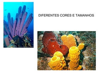 DIFERENTES CORES E TAMANHOS
 