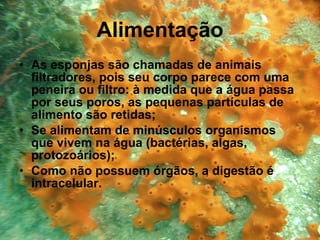 Alimentação As esponjas são chamadas de animais filtradores, pois seu corpo parece com uma peneira ou filtro: à medida que a água passa por seus poros, as pequenas partículas de alimento são retidas; Se alimentam de minúsculos organismos que vivem na água (bactérias, algas, protozoários); Como não possuem órgãos, a digestão é intracelular. 