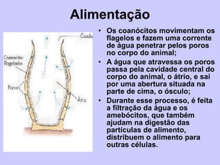 Alimentação Os coanócitos movimentam os flagelos e fazem uma corrente de água penetrar pelos poros no corpo do animal; A água que atravessa os poros passa pela cavidade central do corpo do animal, o átrio, e sai por uma abertura situada na parte de cima, o ósculo; Durante esse processo, é feita a filtração da água e os amebócitos, que também ajudam na digestão das partículas de alimento, distribuem o alimento para outras células. 