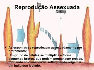 Reprodução Assexuada As esponjas se reproduzem assexuadamente por brotamento; Um grupo de células se multiplica e forma pequenos brotos, que podem permanecer presos, formando colônias, ou se soltar, dando origem a um indivíduo isolado. 