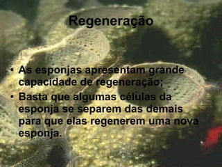 Regeneração As esponjas apresentam grande capacidade de regeneração; Basta que algumas células da esponja se separem das demais para que elas regenerem uma nova esponja. 