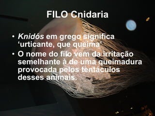 FILO Cnidaria Knidós  em grego significa ‘urticante, que queima’ O nome do filo vem da irritação semelhante à de uma queimadura provocada pelos tentáculos desses animais. 