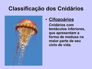 Classificação dos Cnidários Cifozoários Cnidários com tentáculos inferiores, que apresentam a forma de medusa na maior parte de seu ciclo de vida. 