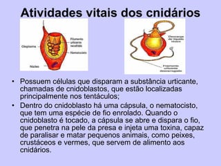 Atividades vitais dos cnidários Possuem células que disparam a substância urticante, chamadas de cnidoblastos, que estão localizadas principalmente nos tentáculos; Dentro do cnidoblasto há uma cápsula, o nematocisto, que tem uma espécie de fio enrolado. Quando o cnidoblasto é tocado, a cápsula se abre e dispara o fio, que penetra na pele da presa e injeta uma toxina, capaz de paralisar e matar pequenos animais, como peixes, crustáceos e vermes, que servem de alimento aos cnidários. 