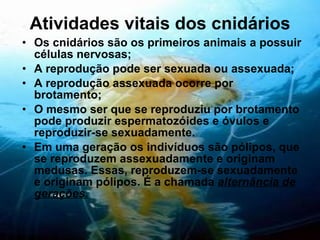 Atividades vitais dos cnidários Os cnidários são os primeiros animais a possuir células nervosas; A reprodução pode ser sexuada ou assexuada; A reprodução assexuada ocorre por brotamento; O mesmo ser que se reproduziu por brotamento pode produzir espermatozóides e óvulos e reproduzir-se sexuadamente. Em uma geração os indivíduos são pólipos, que se reproduzem assexuadamente e originam medusas. Essas, reproduzem-se sexuadamente e originam pólipos. É a chamada  alternância de gerações. 