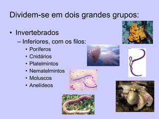 Dividem-se em dois grandes grupos: Invertebrados Inferiores, com os filos: Poríferos Cnidários Platelmintos Nematelmintos Moluscos  Anelídeos 