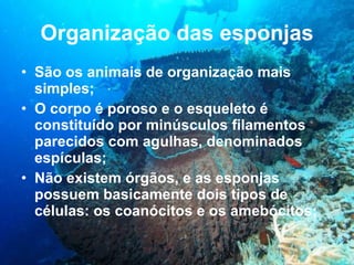 Organização das esponjas São os animais de organização mais simples; O corpo é poroso e o esqueleto é constituído por minúsculos filamentos parecidos com agulhas, denominados espículas; Não existem órgãos, e as esponjas possuem basicamente dois tipos de células: os coanócitos e os amebócitos; 