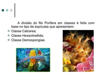 A divisão do filo Porifera em classes é feita com
    base no tipo de espículas que apresentam:
   Classe Calcarea;
   Classe Hexactinellida;
   Classe Demospongiae.
 