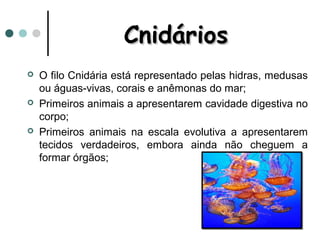 Cnidários
   O filo Cnidária está representado pelas hidras, medusas
    ou águas-vivas, corais e anêmonas do mar;
   Primeiros animais a apresentarem cavidade digestiva no
    corpo;
   Primeiros animais na escala evolutiva a apresentarem
    tecidos verdadeiros, embora ainda não cheguem a
    formar órgãos;
 