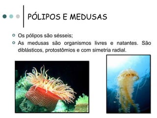PÓLIPOS E MEDUSAS

   Os pólipos são sésseis;
   As medusas são organismos livres e natantes. São
    diblásticos, protostômios e com simetria radial.
 