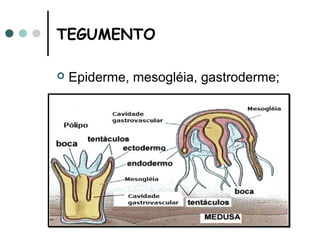 TEGUMENTO

   Epiderme, mesogléia, gastroderme;
 