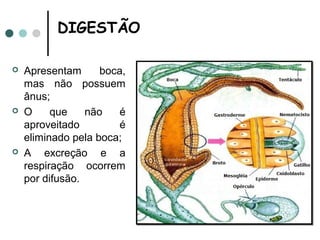 DIGESTÃO

   Apresentam      boca,
    mas não possuem
    ânus;
   O     que    não    é
    aproveitado         é
    eliminado pela boca;
   A excreção e a
    respiração ocorrem
    por difusão.
 