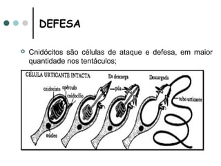 DEFESA

   Cnidócitos são células de ataque e defesa, em maior
    quantidade nos tentáculos;
 