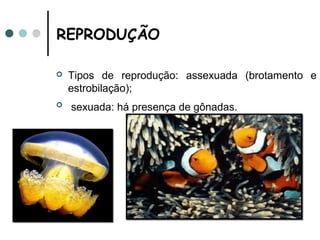 REPRODUÇÃO

   Tipos de reprodução: assexuada (brotamento e
    estrobilação);
   sexuada: há presença de gônadas.
 