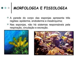 MORFOLOGIA E FISIOLOGIA

   A parede do corpo das esponjas apresenta três
    regiões: epiderme, endoderme e mesênquima;
   Nas esponjas, não há sistemas responsáveis pela
    respiração, circulação e excreção.
 