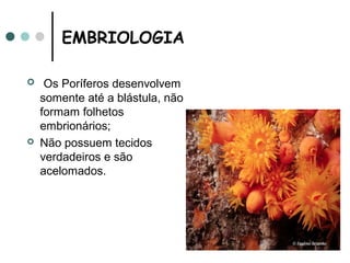 EMBRIOLOGIA

    Os Poríferos desenvolvem
    somente até a blástula, não
    formam folhetos
    embrionários;
   Não possuem tecidos
    verdadeiros e são
    acelomados.
 