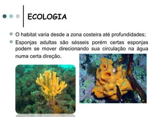 ECOLOGIA

   O habitat varia desde a zona costeira até profundidades;
   Esponjas adultas são sésseis porém certas esponjas
    podem se mover direcionando sua circulação na água
    numa certa direção.
 