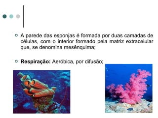    A parede das esponjas é formada por duas camadas de
    células, com o interior formado pela matriz extracelular
    que, se denomina mesênquima;

   Respiração: Aeróbica, por difusão;
 