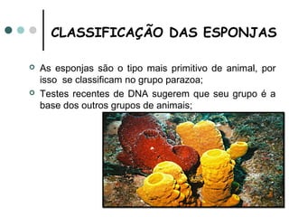 CLASSIFICAÇÃO DAS ESPONJAS

   As esponjas são o tipo mais primitivo de animal, por
    isso se classificam no grupo parazoa;
   Testes recentes de DNA sugerem que seu grupo é a
    base dos outros grupos de animais;
 