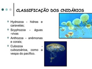 CLASSIFICAÇÃO DOS CNIDÁRIOS

   Hydrozoa - hidras e
    caravelas;
   Scyphozoa - águas
    -vivas
   Anthozoa - anêmon...