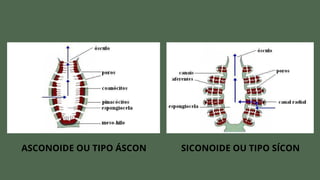 ASCONOIDE OU TIPO ÁSCON SICONOIDE OU TIPO SÍCON
 
