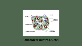 LEUCONOIDE OU TIPO LÊUCON
 