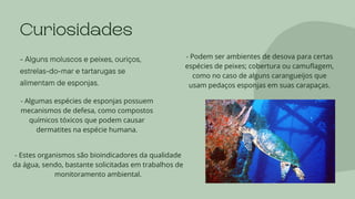 - Alguns moluscos e peixes, ouriços,
estrelas-do-mar e tartarugas se
alimentam de esponjas.
Curiosidades
- Algumas espécies de esponjas possuem
mecanismos de defesa, como compostos
químicos tóxicos que podem causar
dermatites na espécie humana.
- Estes organismos são bioindicadores da qualidade
da água, sendo, bastante solicitadas em trabalhos de
monitoramento ambiental.
- Podem ser ambientes de desova para certas
espécies de peixes; cobertura ou camuflagem,
como no caso de alguns carangueijos que
usam pedaços esponjas em suas carapaças.
 