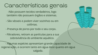 Características gerais
-Não possuem tecidos verdadeiros, logo
também não possuem órgãos e sistemas.
- São sésseis e podem viver sozinhos ou em
colônias.
- Presença de poros por todo o seu corpo.
- Filtradores, retiram as partículas para a sua
sobrevivência do ambiente aquático.
- Algumas espécies apresentam grande capacidade de
regeneração, e ocorrem tanto em água doce quanto em água
salgada.
 