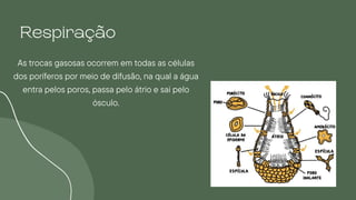 Respiração
As trocas gasosas ocorrem em todas as células
dos poríferos por meio de difusão, na qual a água
entra pelos poros, passa pelo átrio e sai pelo
ósculo.
 