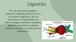 Digestão
Por não possuirem órgãos e
sistemas, a digestão não ocorre em
um sistema digestório, são os
coanócitos os responsáveis por
retirar da água o alimento, fazendo a
digestão intracelular, podendo
também transferir os alimentos aos
amebócitos.
 