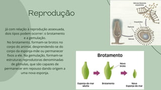 Reprodução
Já com relação à reprodução assexuada,
dois tipos podem ocorrer: o brotamento
e a gemulação.
No brotamento, formam-se brotos no
corpo do animal, desprendendo-se do
corpo da esponja-mãe ou permanecer
fixos a ele. Na gemulação, formam-se
estruturas reprodutoras denominadas
de gêmulas, que são capazes de
permanecer em repouso dando origem a
uma nova esponja.
 