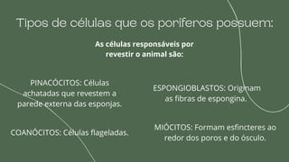 Tipos de células que os poríferos possuem:
As células responsáveis por
revestir o animal são:
PINACÓCITOS: Células
achatadas que revestem a
parede externa das esponjas.
COANÓCITOS: Células flageladas.
ESPONGIOBLASTOS: Originam
as fibras de espongina.
MIÓCITOS: Formam esfincteres ao
redor dos poros e do ósculo.
 