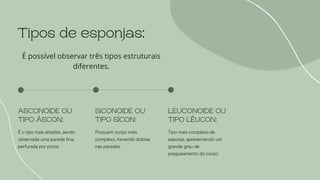 É o tipo mais simples, sendo
observada uma parede fina,
perfurada por poros.
ASCONOIDE OU
TIPO ÁSCON:
Tipo mais complexo de
esponja, apresentando um
grande grau de
pregueamento do corpo.
LEUCONOIDE OU
TIPO LÊUCON:
Possuem corpo mais
complexo, havendo dobras
nas paredes.
SICONOIDE OU
TIPO SÍCON:
Tipos de esponjas:
É possível observar três tipos estruturais
diferentes.
 