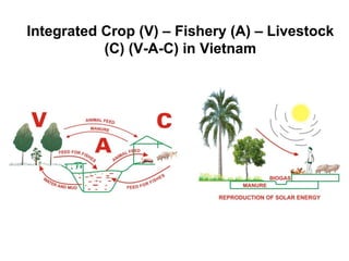 Pork value chain in Vietnam: Now, future and challenges