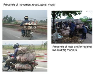 Pork value chain in Vietnam: Now, future and challenges