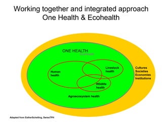 Pork value chain in Vietnam: Now, future and challenges