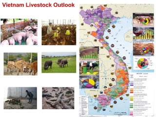 Pork value chain in Vietnam: Now, future and challenges