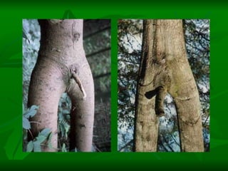 Porno de la naturaleza | PPT