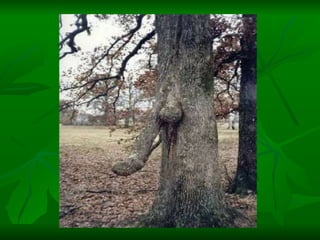 Porno de la naturaleza | PPT
