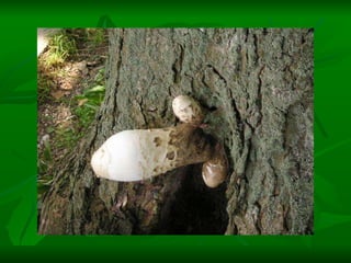 Naturaleza