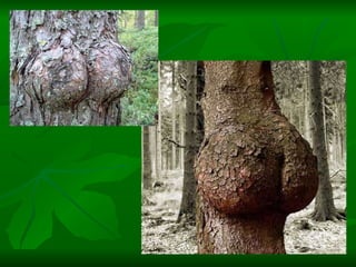 Porno de la naturaleza | PPT