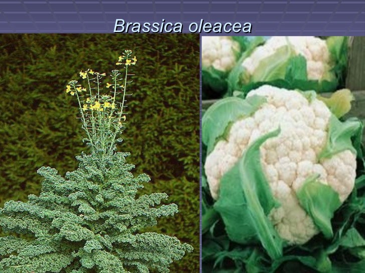 Uljana rotkva po kisi uljana rotkva po kisi