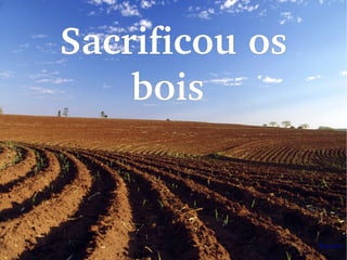 Sacrificou os 
bois 
 