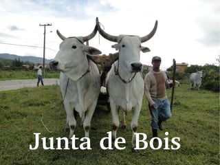 Junta de Bois
 