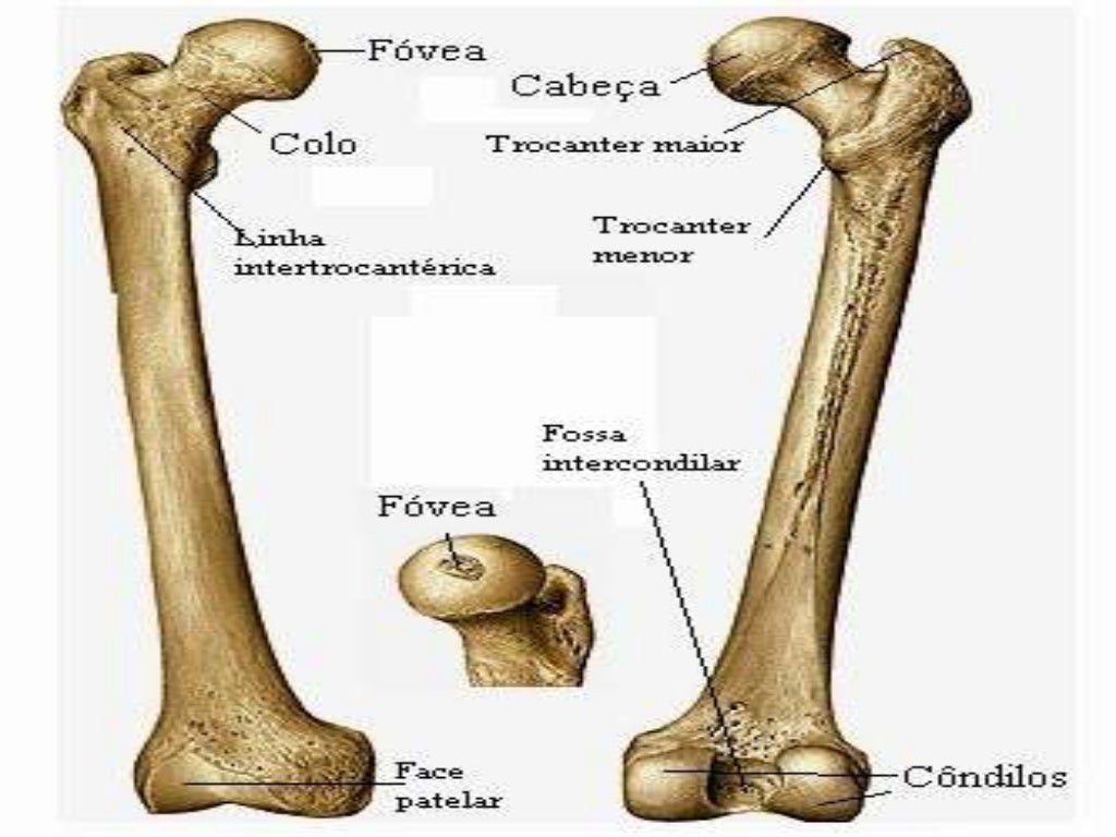 Porção proximal do fêmur e cintura pélvica Porção proximal do fêmur e cintura pélvica