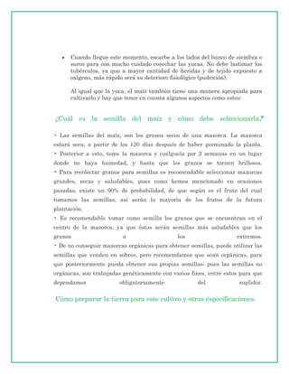 Cuando llegue este momento, escarbe a los lados del banco de siembra o
      surco para con mucho cuidado cosechar las yucas. No debe lastimar los
      tubérculos, ya que a mayor cantidad de heridas y de tejido expuesto a
      oxígeno, más rápido será su deterioro fisiológico (pudrición).

      Al igual que la yuca, el maíz también tiene una manera apropiada para
      cultivarlo y hay que tener en cuenta algunos aspectos como estos:


¿Cuál es la semilla del maíz y cómo debe seleccionarla?

• Las semillas del maíz, son los granos secos de una mazorca. La mazorca
estará seca, a partir de los 120 días después de haber germinado la planta.
• Posterior a esto, tome la mazorca y cuélguela por 2 semanas en un lugar
donde no haya humedad, y hasta que los granos se tornen brillosos.
• Para recolectar granos para semillas es recomendable seleccionar mazorcas
grandes, secas y saludables, pues como hemos mencionado en ocasiones
pasadas, existe un 90% de probabilidad, de que según es el fruto del cual
tomamos las semillas, así serán la mayoría de los frutos de la futura
plantación.
• Es recomendable tomar como semilla los granos que se encuentran en el
centro de la mazorca, ya que éstos serán semillas más saludables que los
granos                   a                    los                   extremos.
• De no conseguir mazorcas orgánicas para obtener semillas, puede utilizar las
semillas que venden en sobres, pero recomendamos que sean orgánicas, para
que posteriormente pueda obtener sus propias semillas; pues las semillas no
orgánicas, son trabajadas genéticamente con varios fines, entre estos para que
dependamos              obligatoriamente             del             suplidor.

Cómo preparar la tierra para este cultivo y otras especificaciones.
 